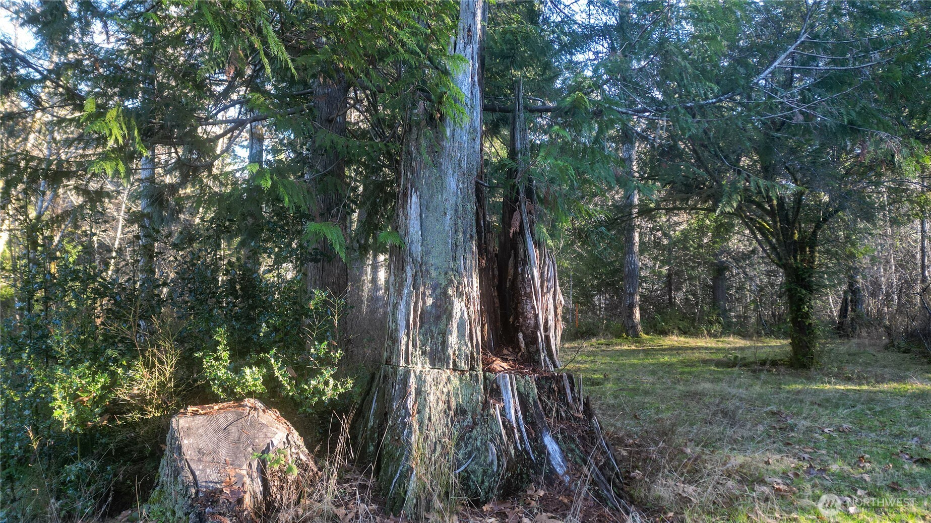 441 Elma Hicklin Road West McCleary, WA 98557 - Photo 10 of 10 a backyard of a house with lots of trees