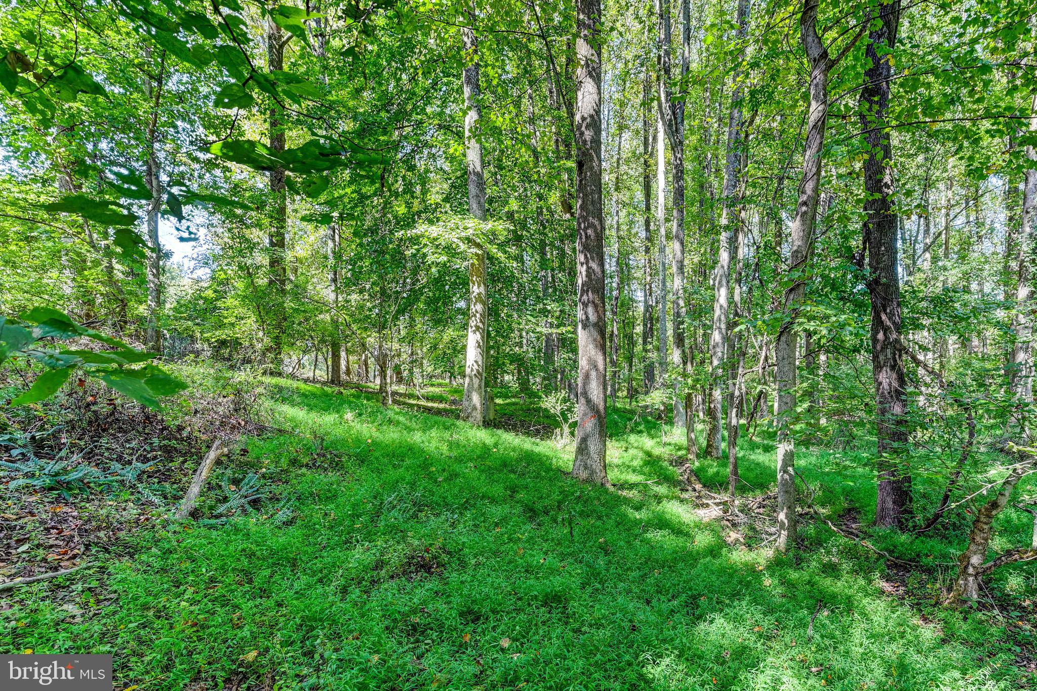 14490 Western Road Cockeysville, MD 21030 - Photo 12 of 27 a lush green forest with lots of trees