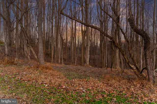 a view of lush green forest
