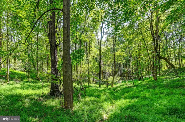 a view of lush green forest