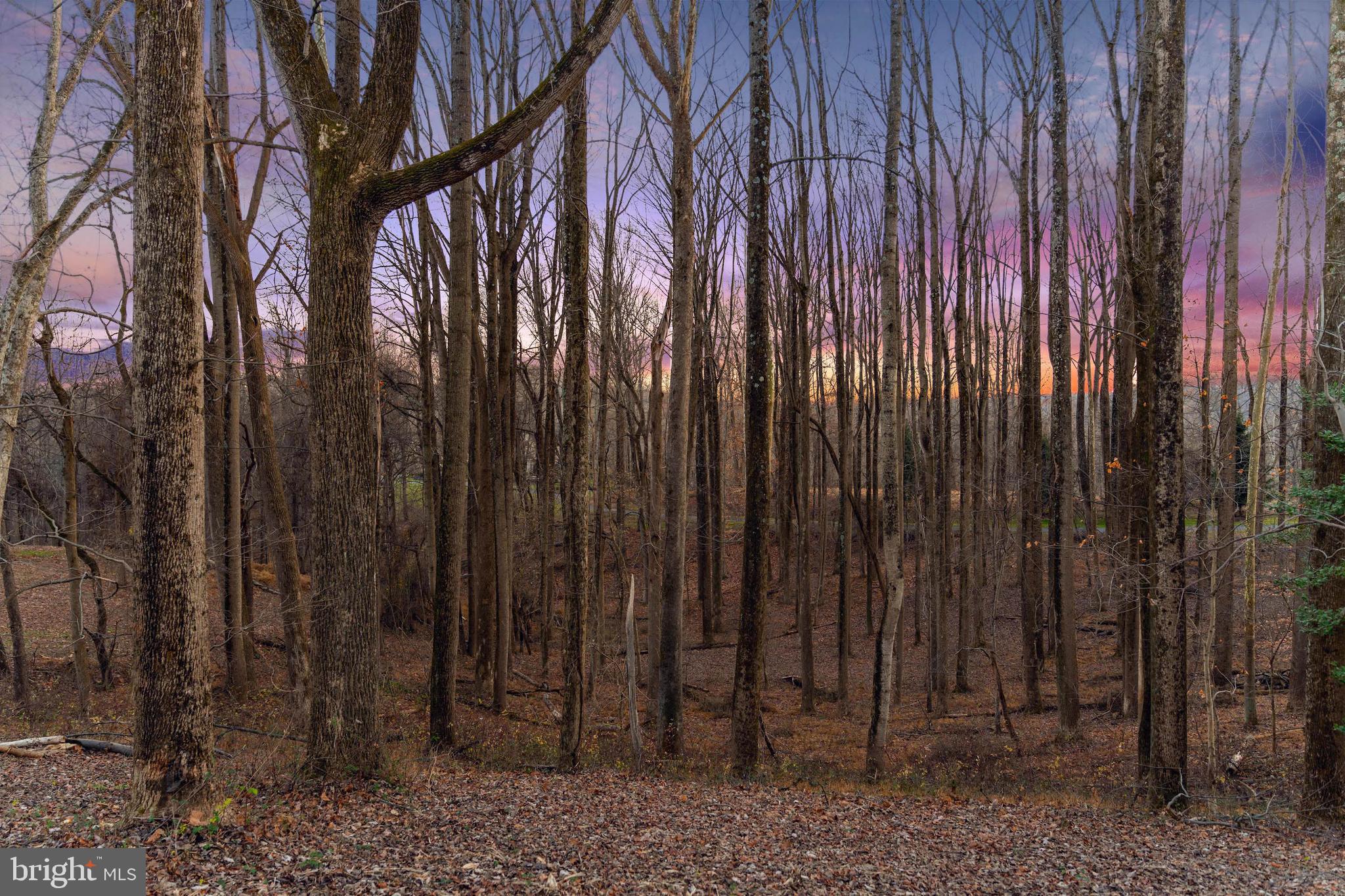14490 Western Road Cockeysville, MD 21030 - Photo 7 of 27 a view of lots of trees