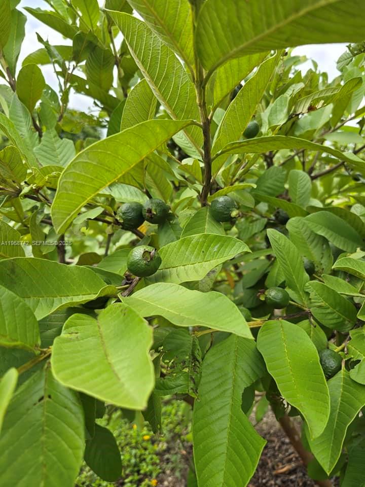 20520 Southwest 190th Street Miami, FL 33187 - Photo 35 of 39 a view of a garden