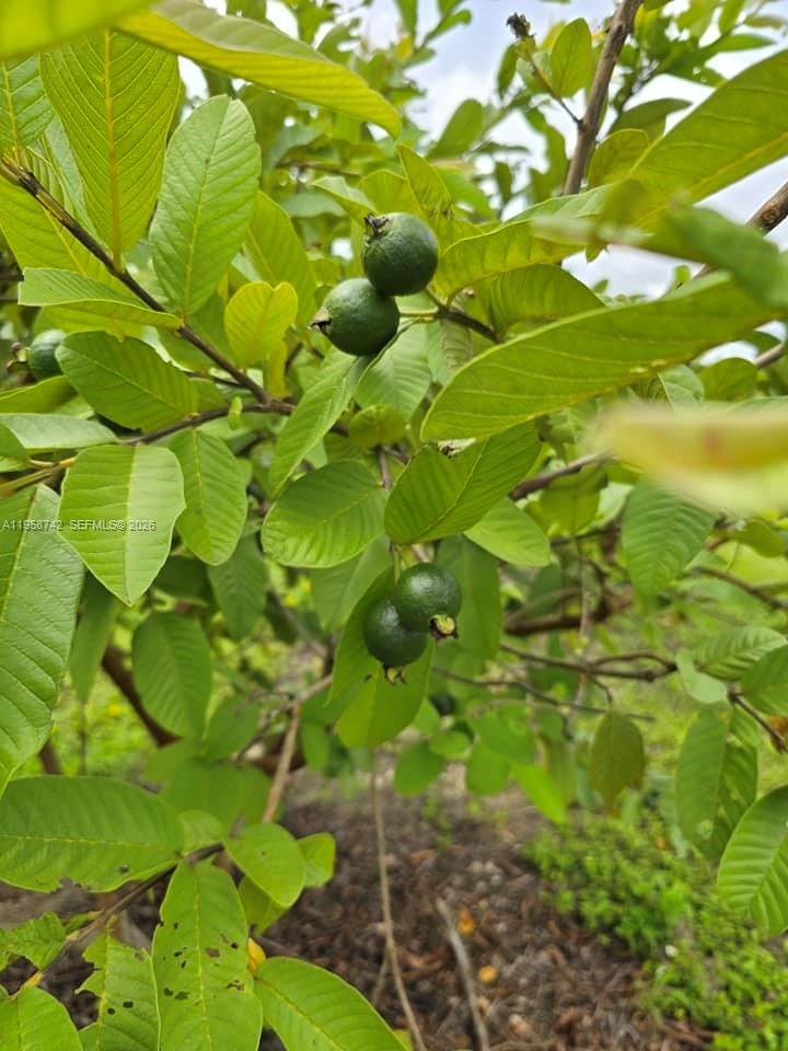 20520 Southwest 190th Street Miami, FL 33187 - Photo 36 of 39 a backyard of a tree