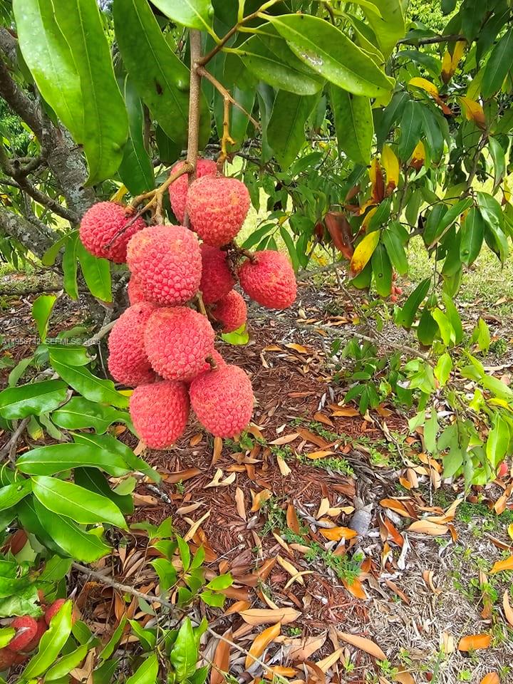 20520 Southwest 190th Street Miami, FL 33187 - Photo 38 of 39