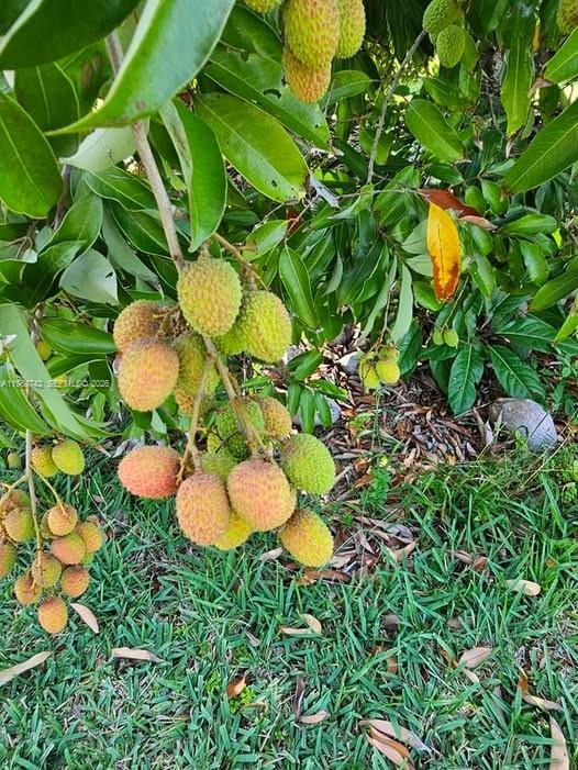 20520 Southwest 190th Street Miami, FL 33187 - Photo 39 of 39 a close up of a plant in a garden
