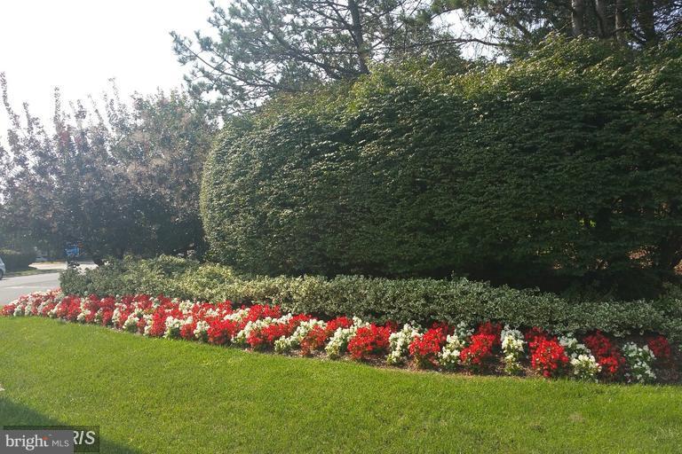 6367 Racetec Place Springfield, VA 22150 - Photo 9 of 25 a view of a bunch of flowers and trees