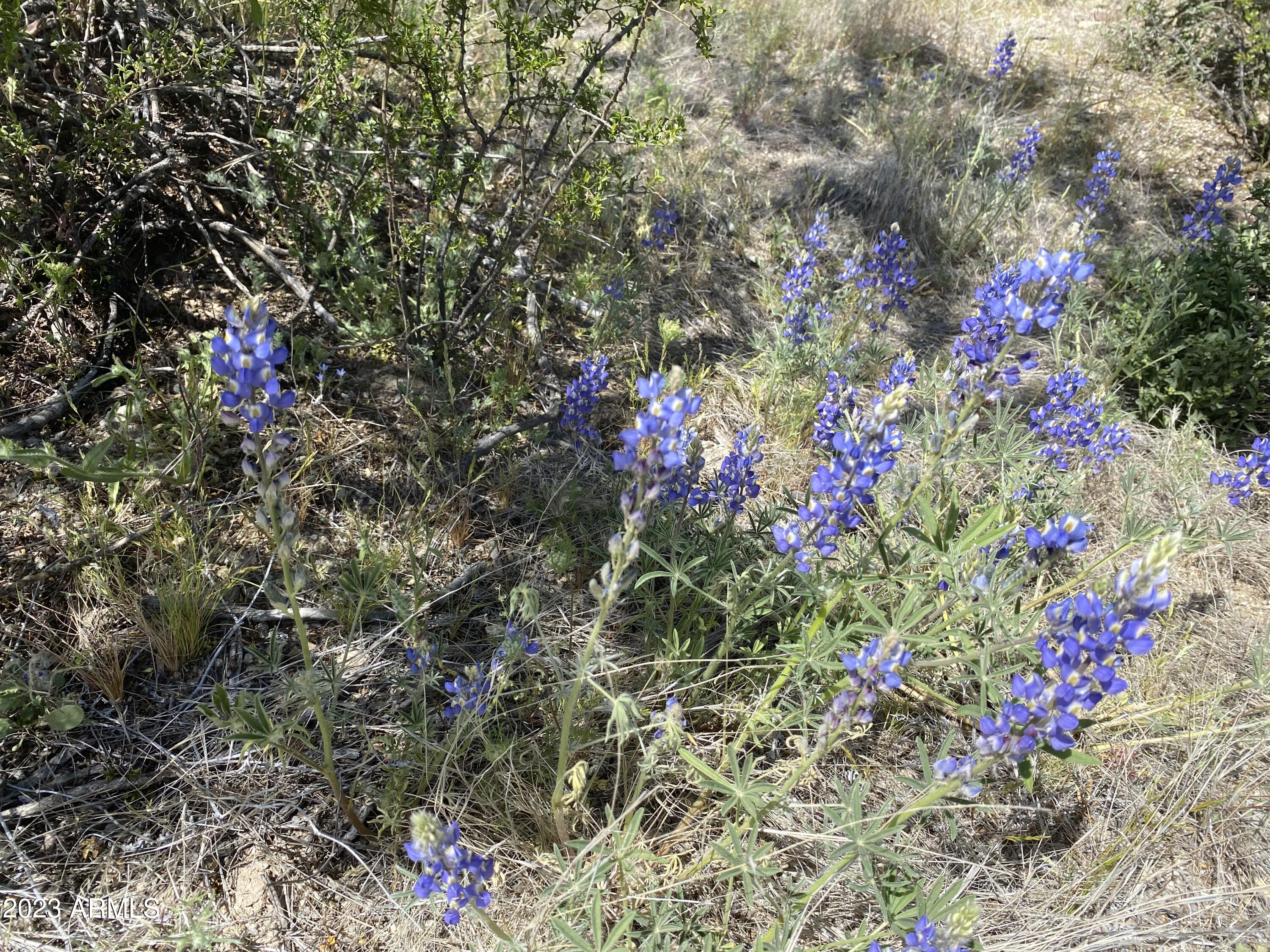 160-acres South Guild Road Marana, AZ 85658 - Photo 15 of 46 IMG-2137