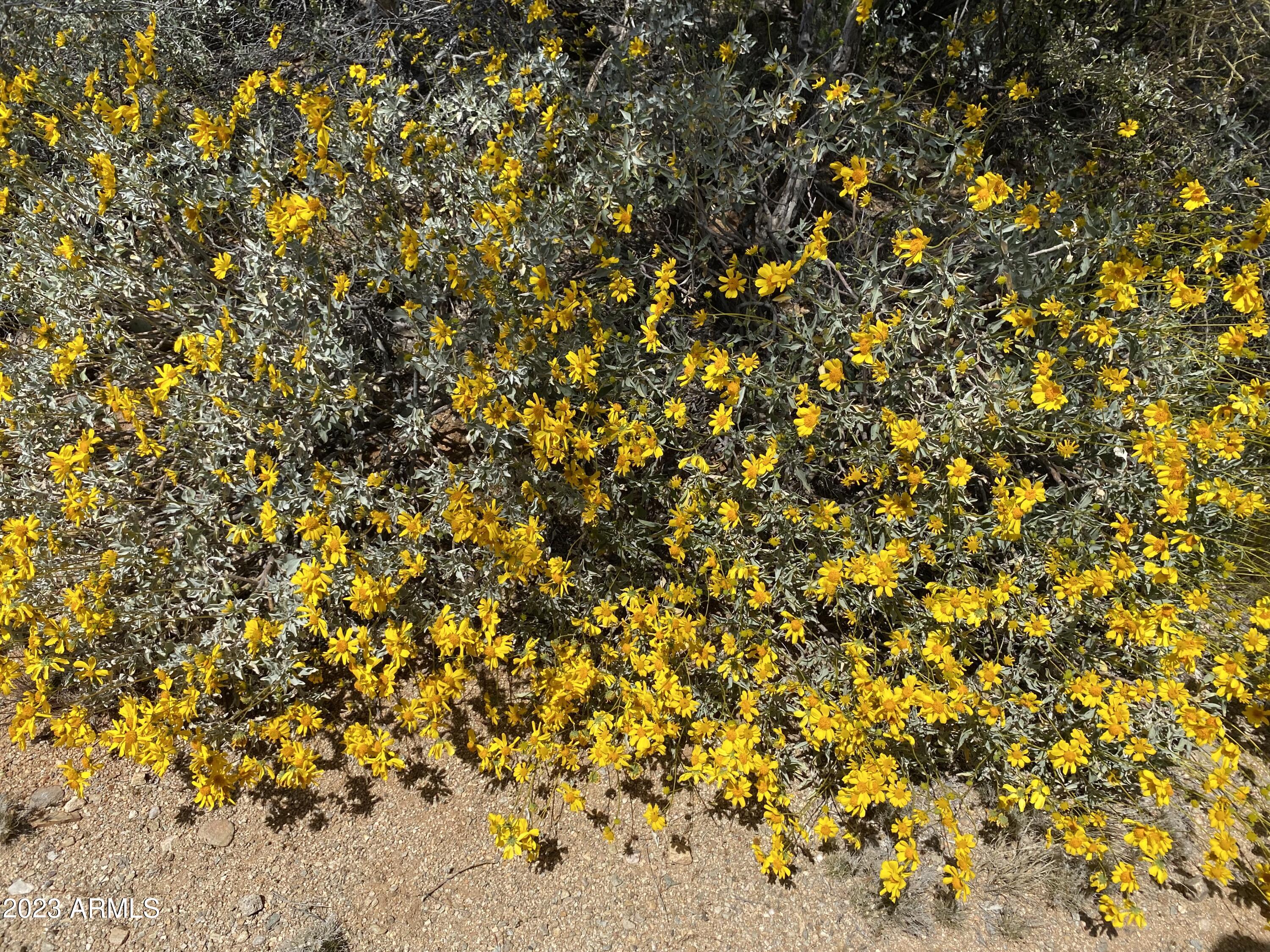 160-acres South Guild Road Marana, AZ 85658 - Photo 10 of 46 IMG-2127