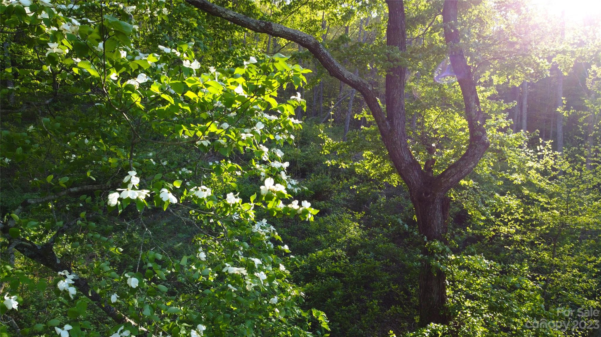 0 Bishop Cove Road Fairview, NC 28730 - Photo 12 of 21 Gallery Image 12