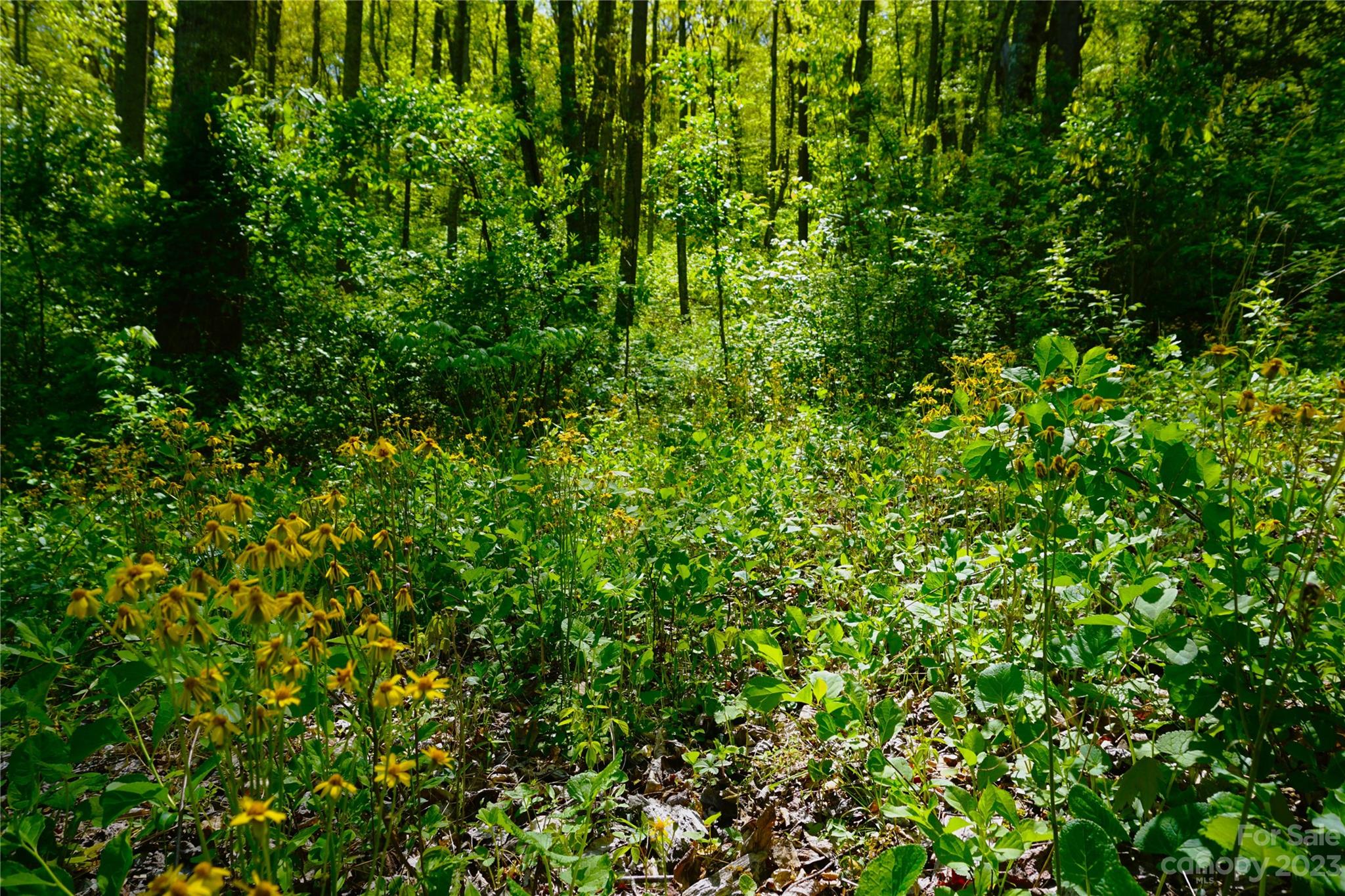 0 Bishop Cove Road Fairview, NC 28730 - Photo 15 of 21 Gallery Image 15