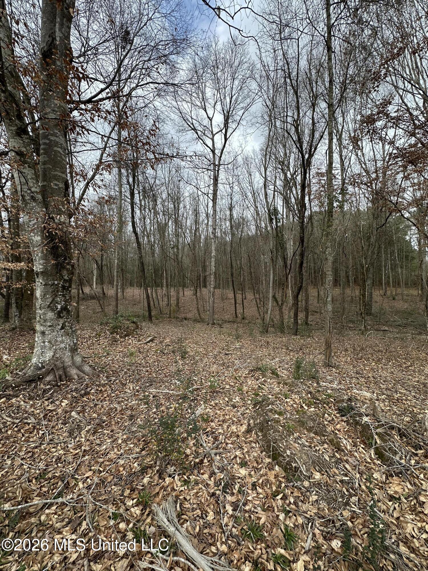 0 Futch Road Forest, MS 39074 - Photo 5 of 17 4.