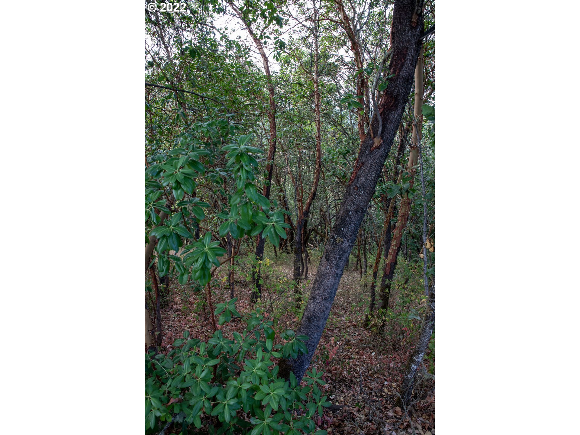 0 North Court Riddle, OR 97469 - Photo 3 of 5 a backyard of a house with lots of green space