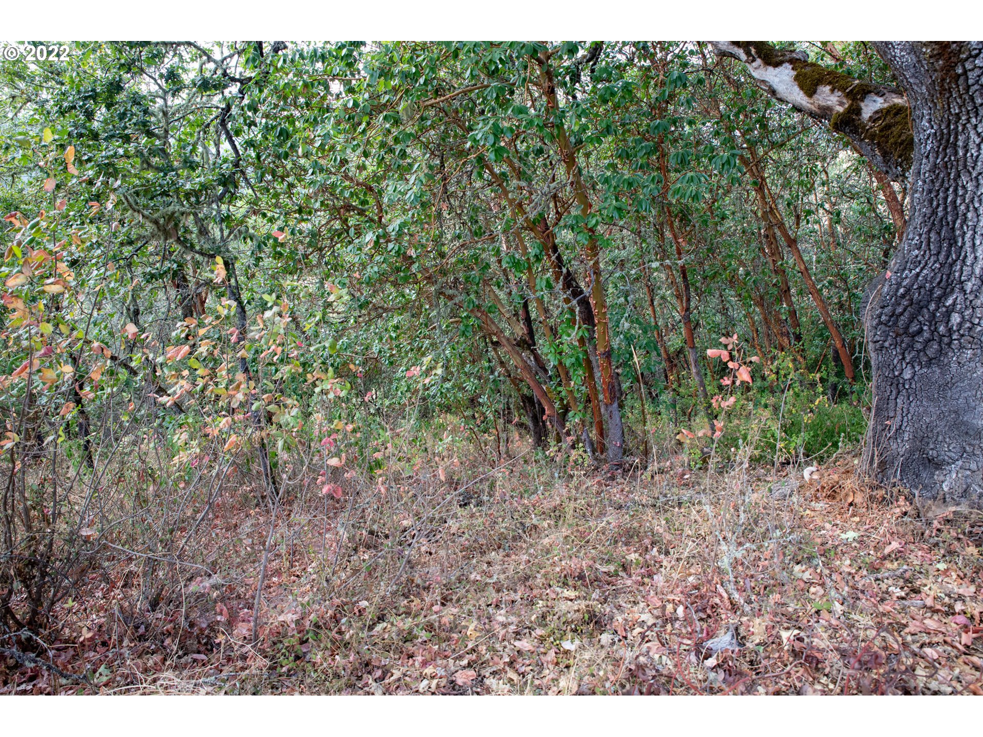 0 North Court Riddle, OR 97469 - Photo 4 of 5 a view of a forest