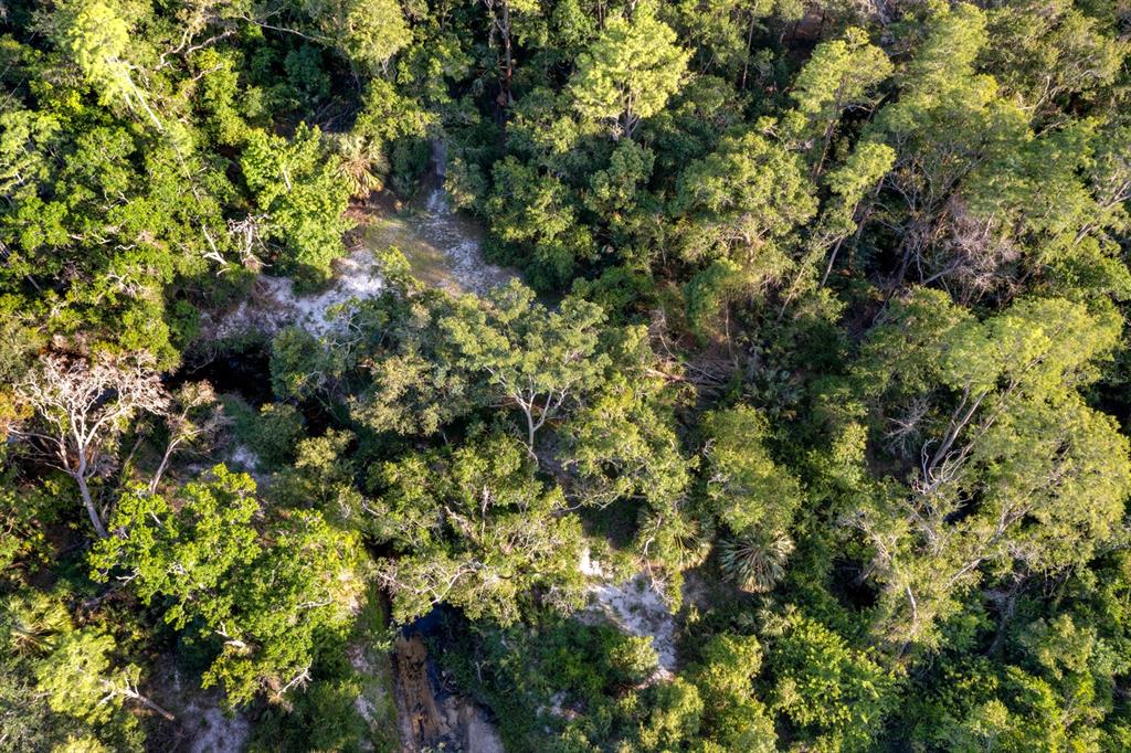 7705 Gardner Road Tampa, FL 33625 - Photo 40 of 51 a view of a tree