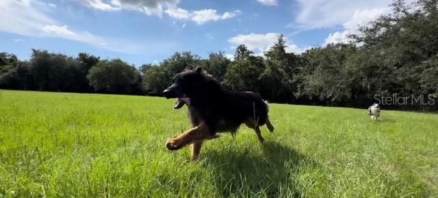 7705 Gardner Road Tampa, FL 33625 - Photo 44 of 51 a view of garden with trees