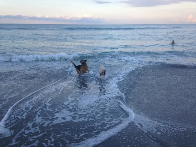 a view of a dry yard