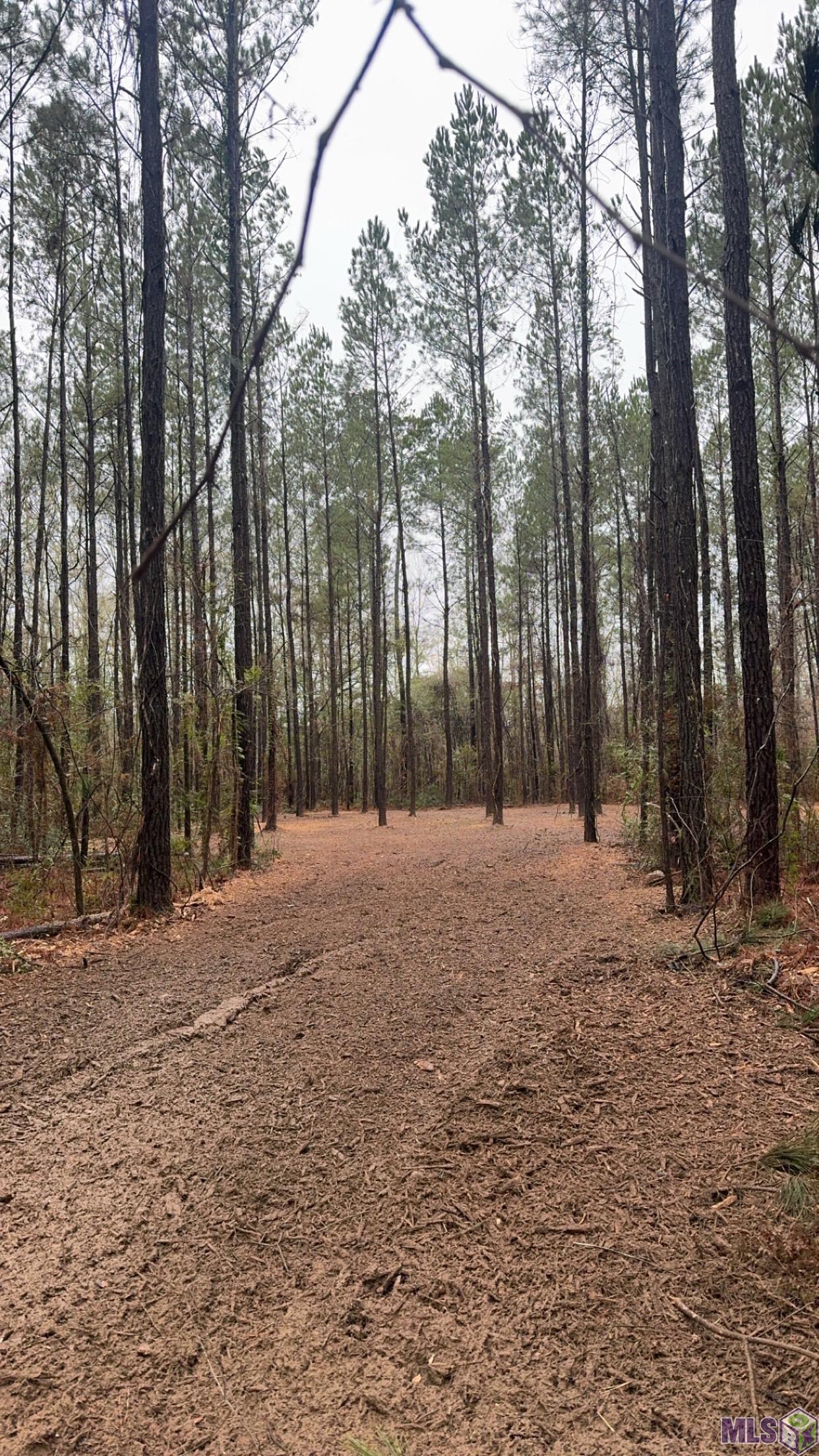 Tract 2-a-1-c Tract 2-a-1-c Road Clinton, LA 70722 - Photo 8 of 10