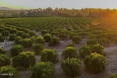 a view of a house with a yard and large tree
