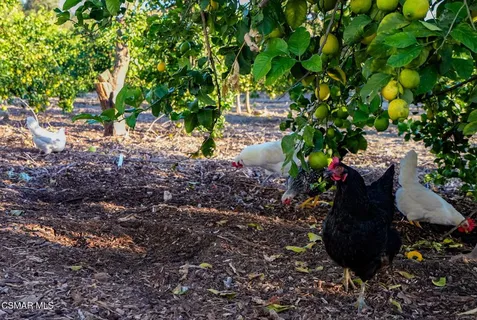 a picture of flowers