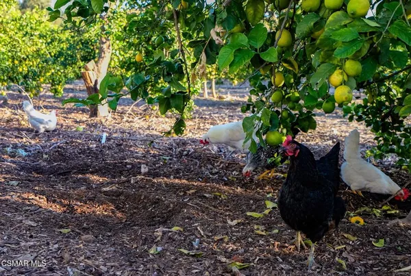 a picture of flowers