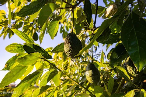 a close up of a tree