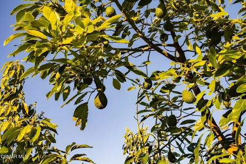 a view of a tree with plant in front of yellow