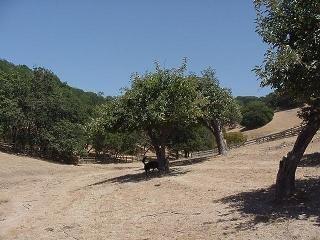 8900 Chalk Hill Road Healdsburg, CA 95448 - Photo 3 of 11 a view of outdoor space and yard