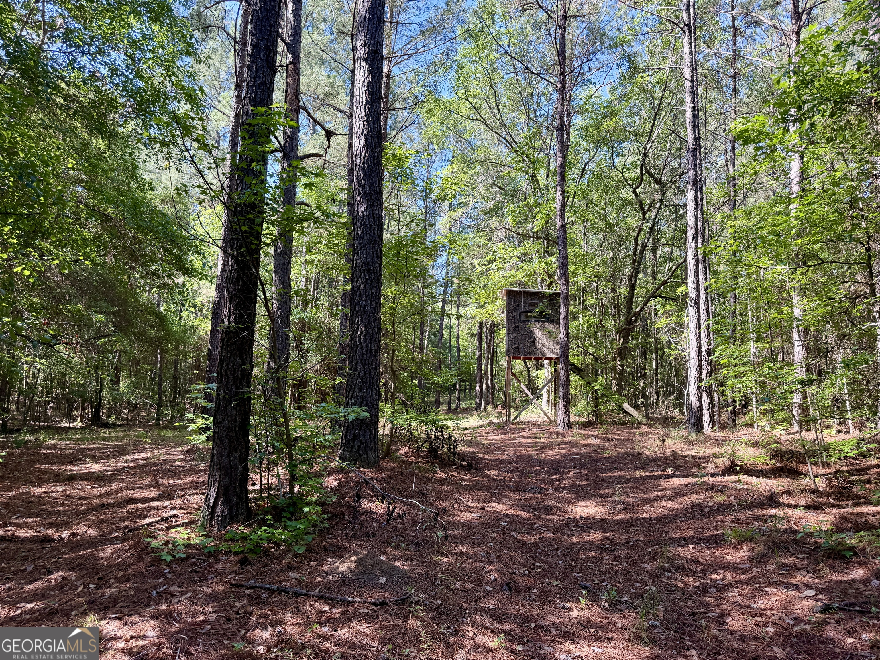 769 Mt Olive Church Road Eastman, GA 31023 - Photo 13 of 68