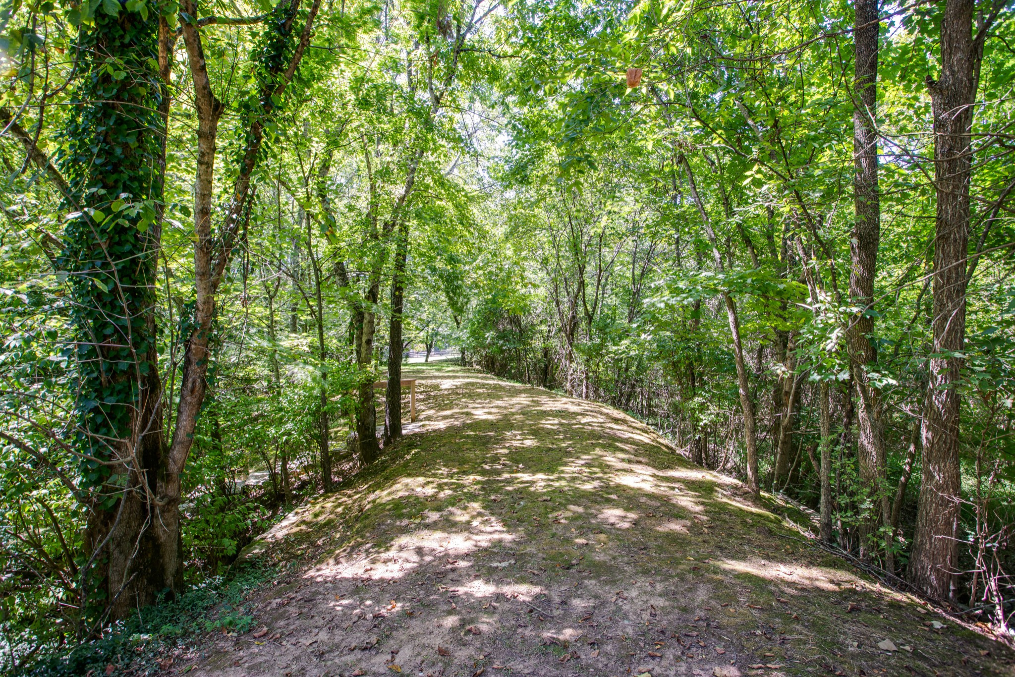 1106 Cedarview Lane Franklin, TN 37067 - Photo 22 of 28 a view of a yard with plants and trees