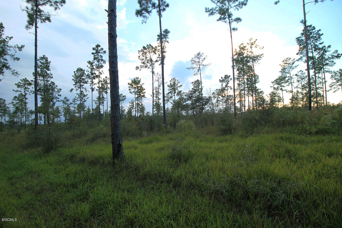3.75-ac Homestead Road Lucedale, MS 39452 - Photo 1 of 12 Primary Photo