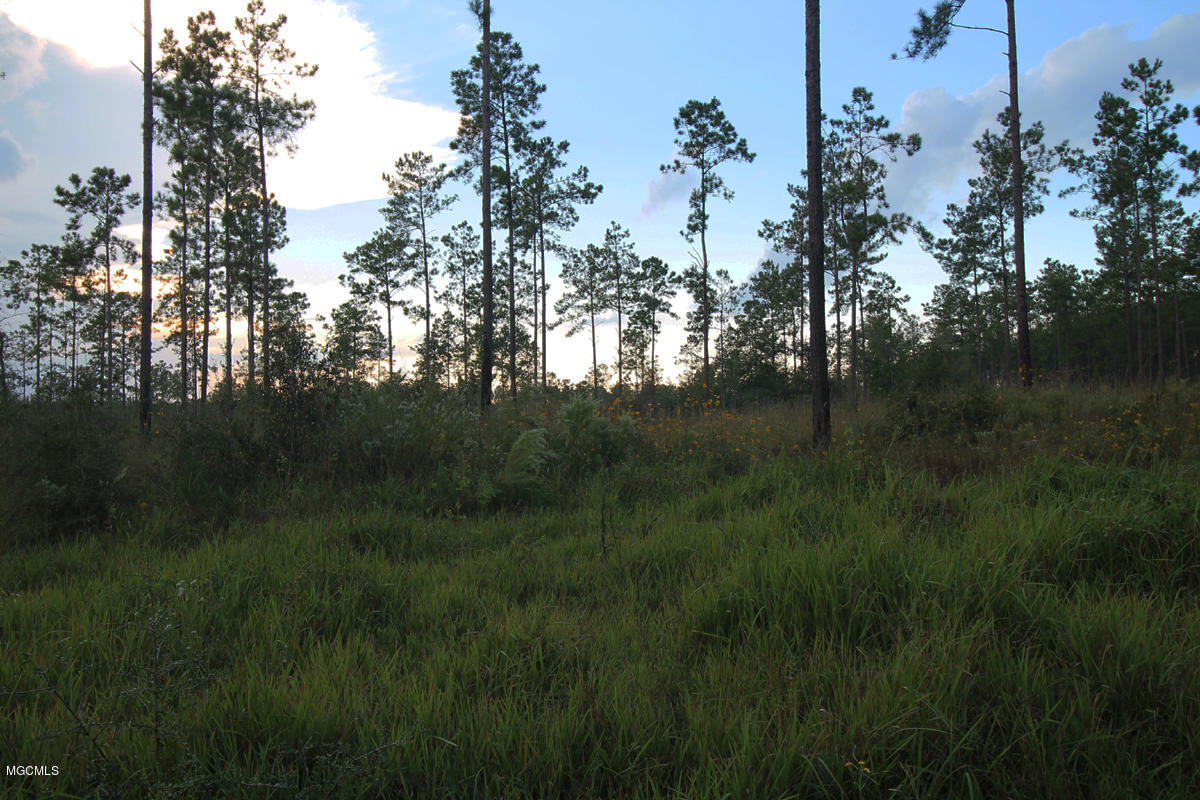 3.75-ac Homestead Road Lucedale, MS 39452 - Photo 4 of 12 Additional Photo