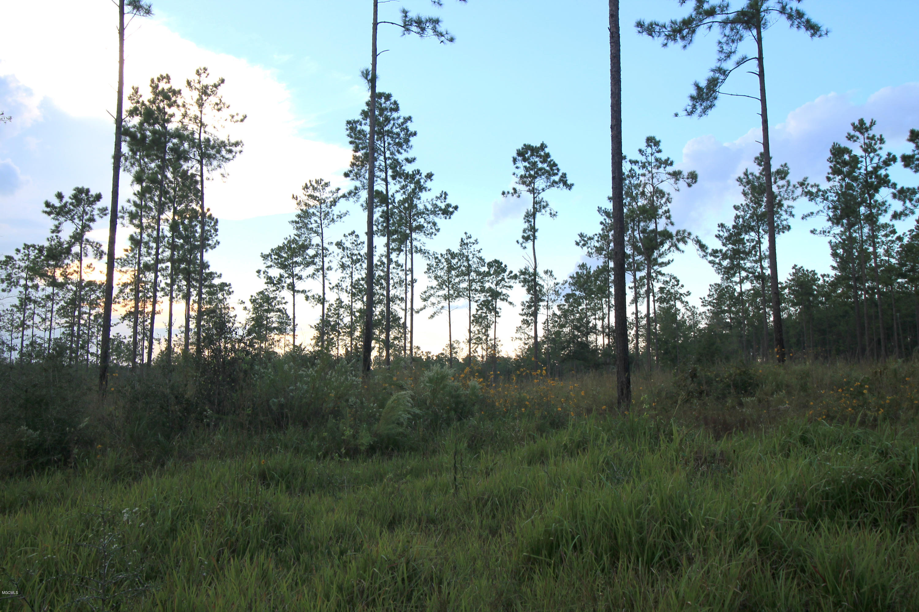 3.75-ac Homestead Road Lucedale, MS 39452 - Photo 5 of 12 Additional Photo