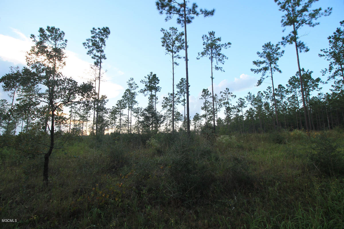 3.75-ac Homestead Road Lucedale, MS 39452 - Photo 7 of 12 2 (4)