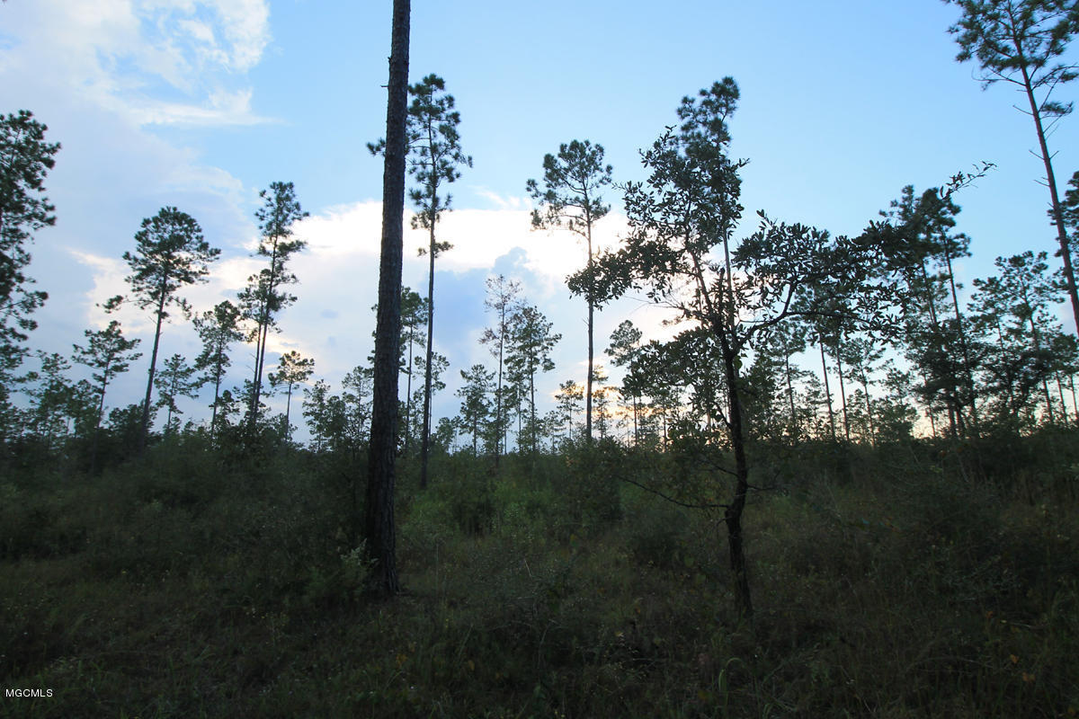 3.75-ac Homestead Road Lucedale, MS 39452 - Photo 8 of 12 3 (1)