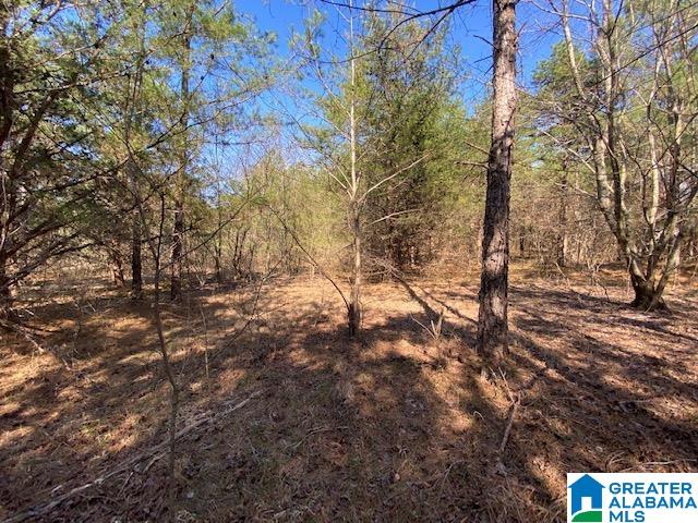 0 Jones Chapel Loop, Unit 15 / ACRES Springville, AL 35146 - Photo 8 of 10