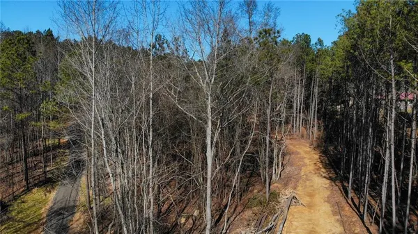 a view of a forest with trees