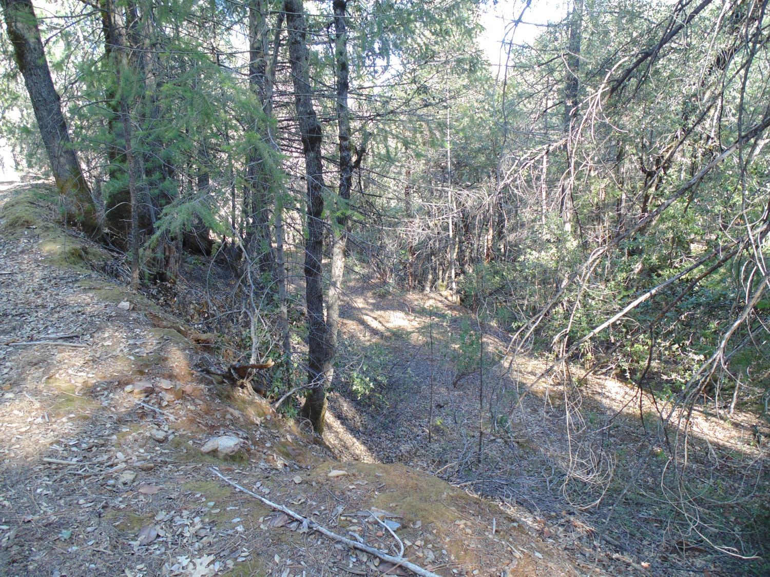 35 Balderston Road Georgetown, CA 95634 - Photo 31 of 37 a view of forest