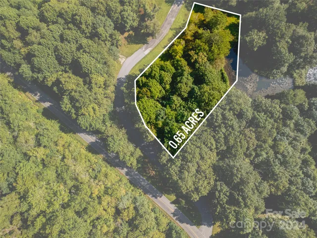 a view of a tree in a forest