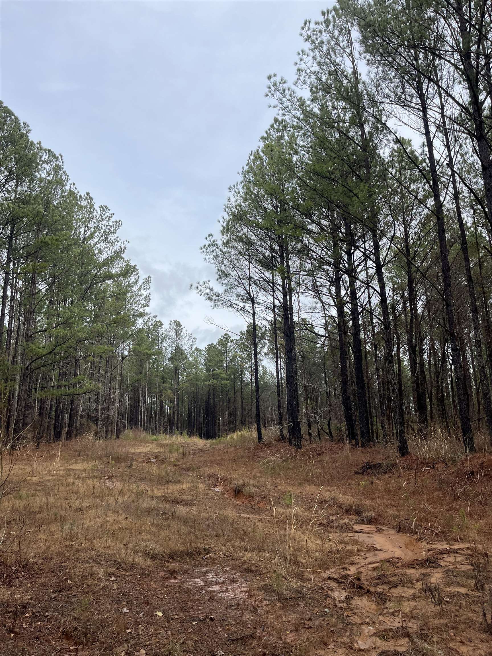 0 Cr 324 Road West Iuka, MS 38852 - Photo 6 of 10 View of wooded area