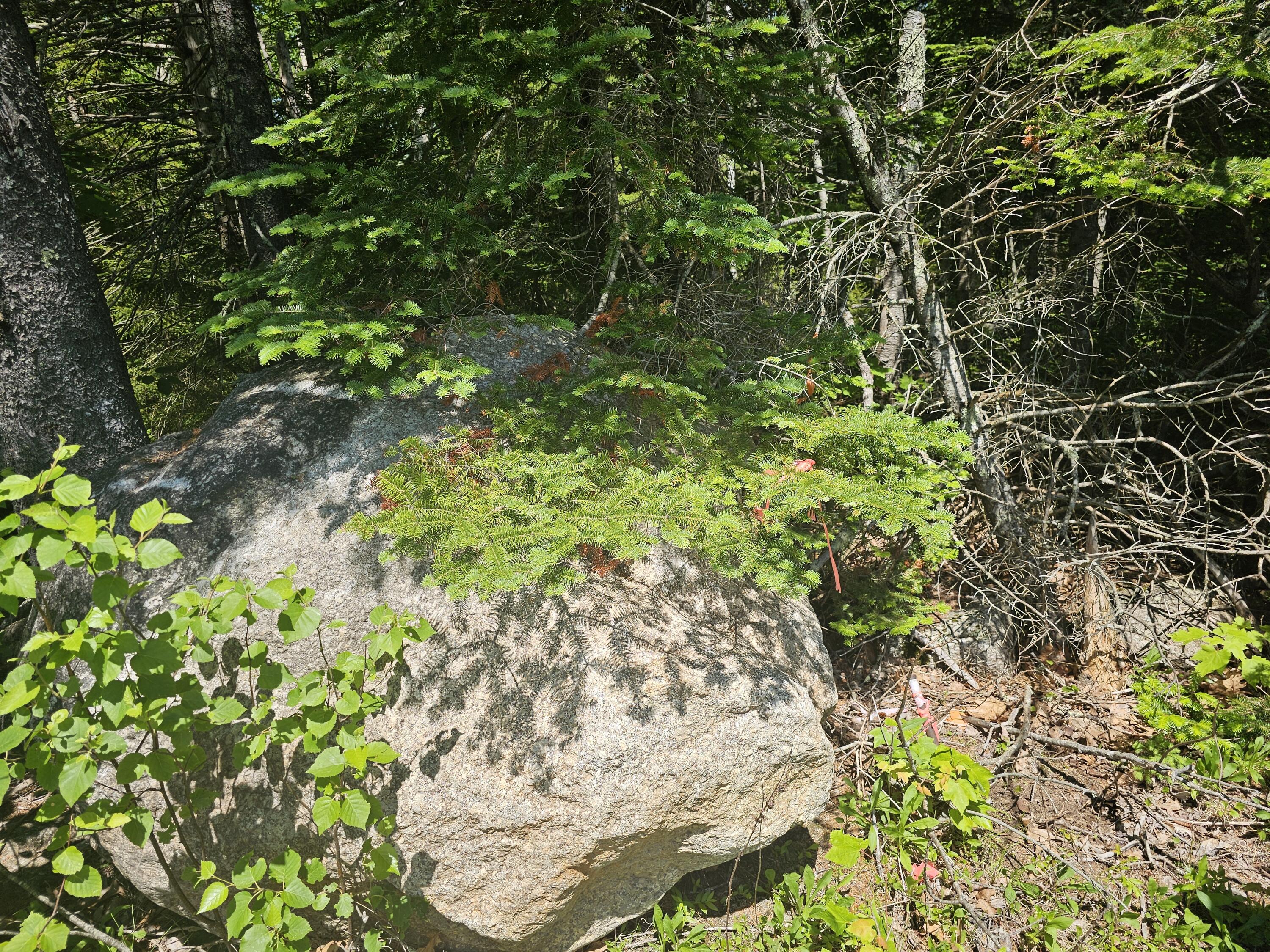 Lot 1 Martins Ridge Road Franklin, ME 04634 - Photo 7 of 17 20260611_131942