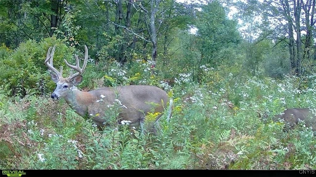 0 County Route 70 Camden, NY 13316 - Photo 5 of 14