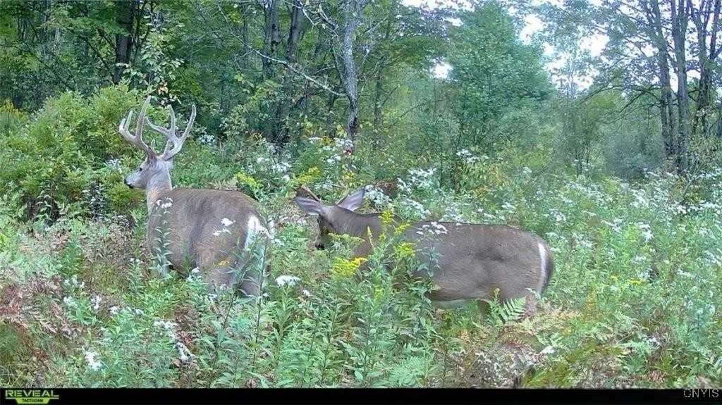 0 County Route 70 Camden, NY 13316 - Photo 6 of 14