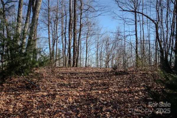 a view of a forest filled with trees