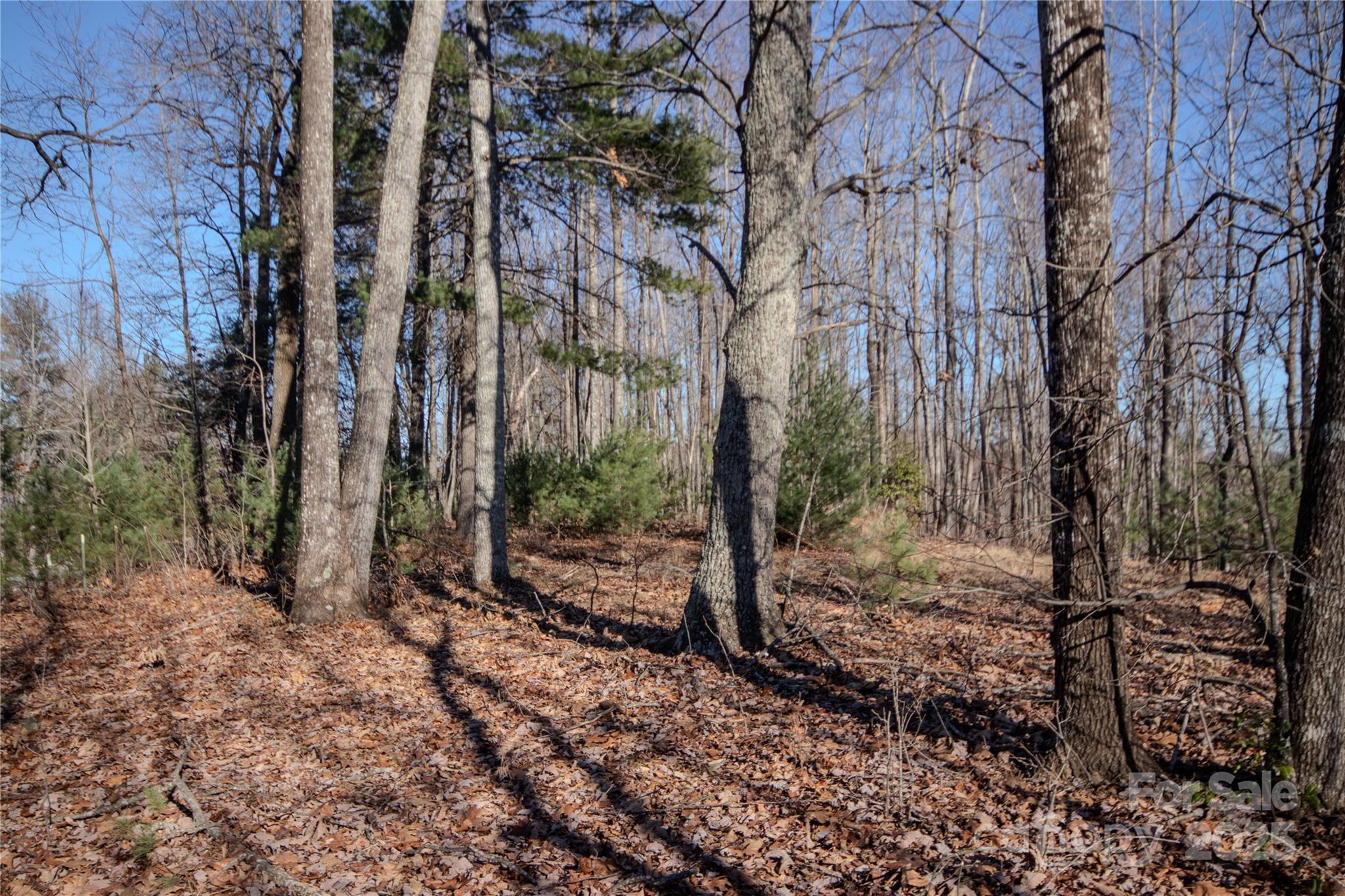 2215 Nighthawk Ridge Court, Unit 21 Lenoir, NC 28645 - Photo 7 of 11 a view of a forest filled with trees