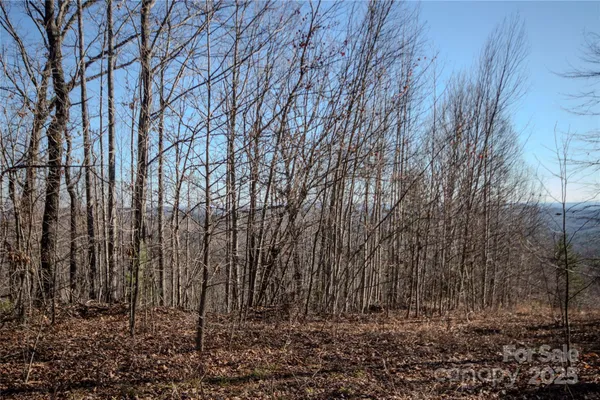 a view of a yard with trees