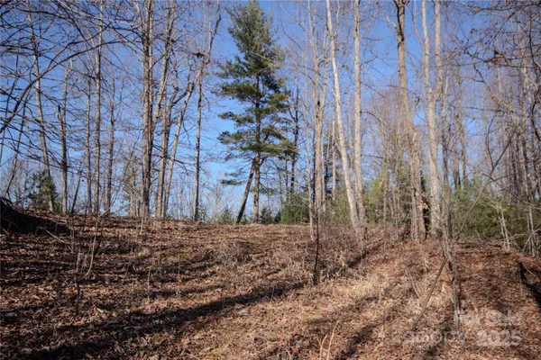 a view of a yard with trees