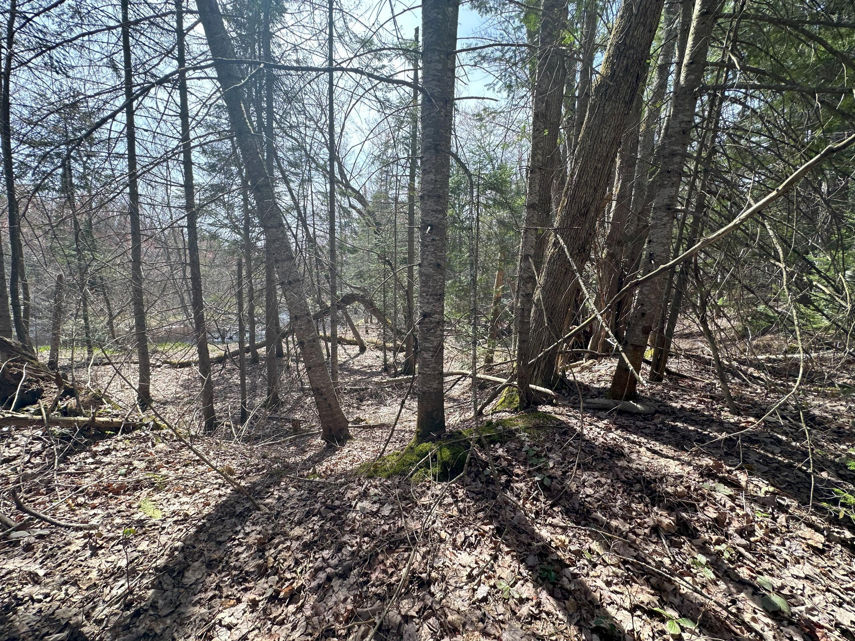 Tbd West Betsy River Road Paradise, MI 49768 - Photo 21 of 44 Gallery Image 21