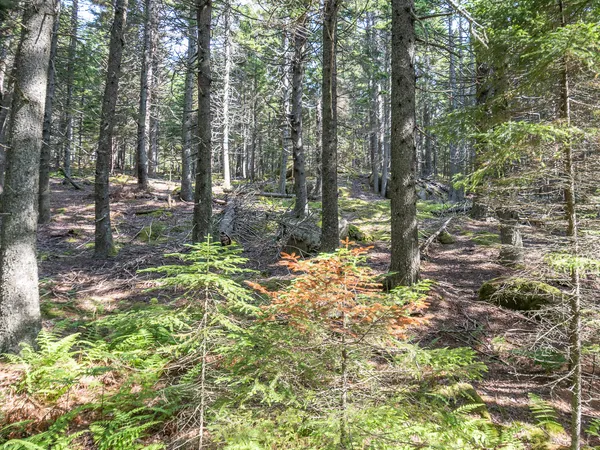 $40,000 | 10 Island Retreat Road, Swans Island, ME 04685