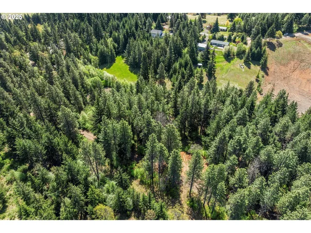 a view of a forest with a street