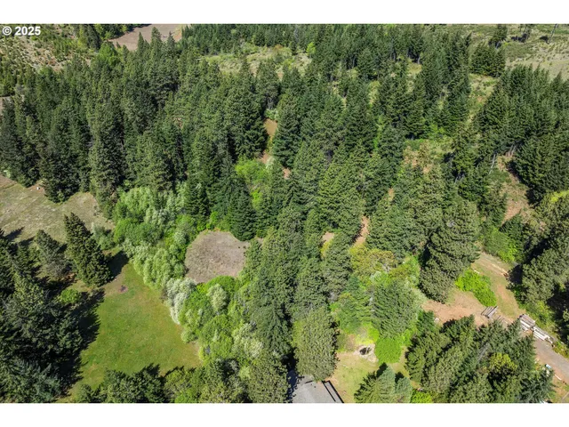 a view of a forest with a tree